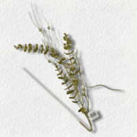 PLANTA DE NAVIDAD / H24132 - Beauty&Fashion Center